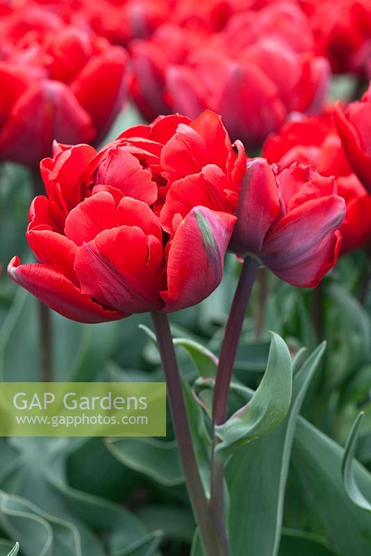 Uretfærdighed Udgående snyde Tulipa 'Red Princess... stock photo by Jo Whitworth, Image: 0468470