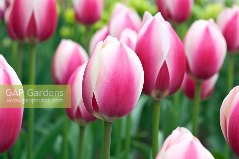 Tulipa 'Russian Princess' - Darwin Hybrid Tulip
