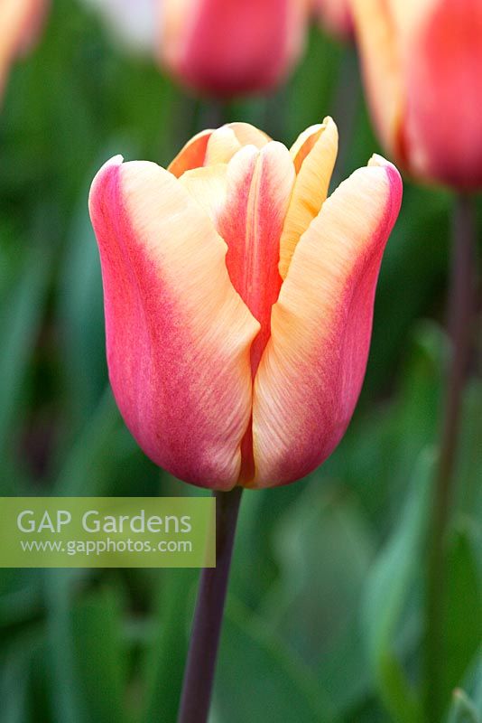 Tulipa 'Apricot Foxx' - Triumph Tulip