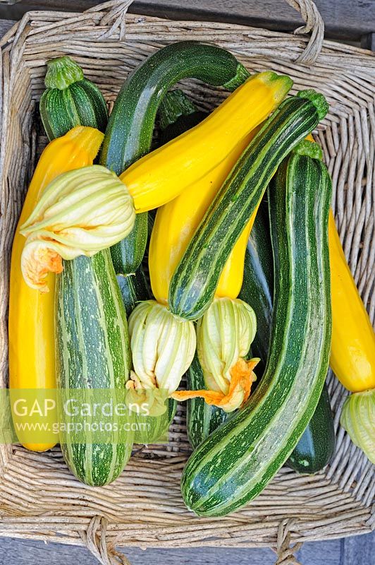 Home grown courgettes, various varieties and sizes in rustic basket, ready for the kitchen