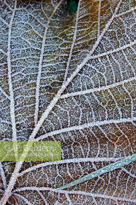 Hazel Leaf, close up view of frost