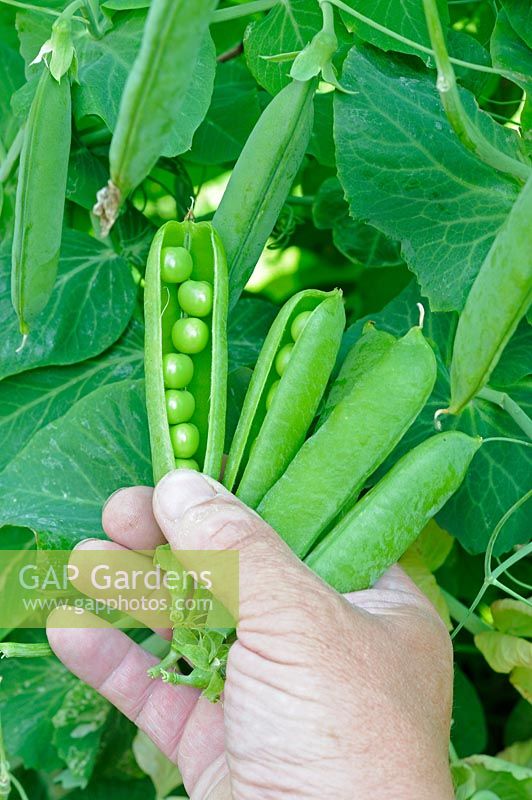 Garden peas 'Early onward', gardener holding pods showing peas inside
