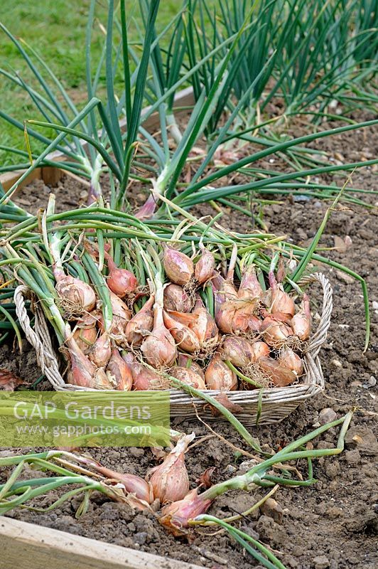 Allotment shallots 'Jermor' in wicker basket