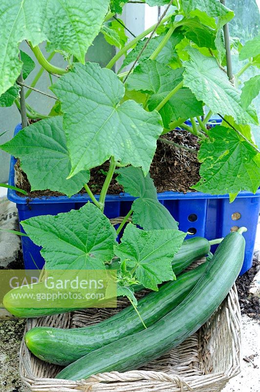 Home grown greenhouse Cucumbers 'Femspot' growing in old grocery trays, ripe fruit ready for the kitchen
