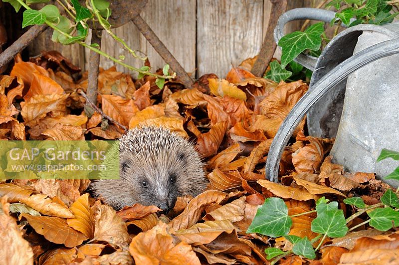 Hedgehog - Erinaceus europaeus foraging for food in urban garden amongst autumn leaves 
