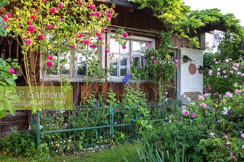 Antique wooden garden house with an iron fence and climbing Rosa 'Mme Isaak Pereire',  Delphinium, Rosa 'Variegata di Bologna' - Rosa centifolia and Wisteria