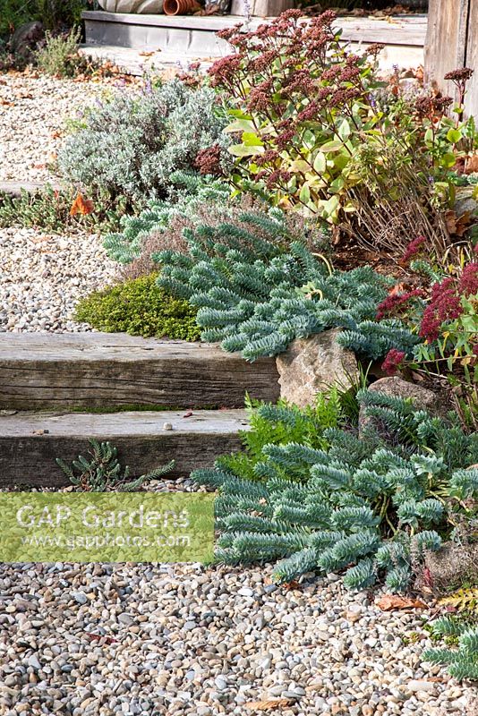 Drought resistant plants next to garden steps of wood and gravel - Euphorbia myrsinites, Lavandula, Sedum reflexum, Sedum telephium and Thymus