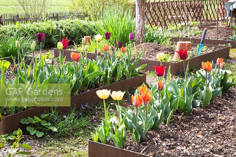 Tulips in a modern cottage garden with corten stale framed patches