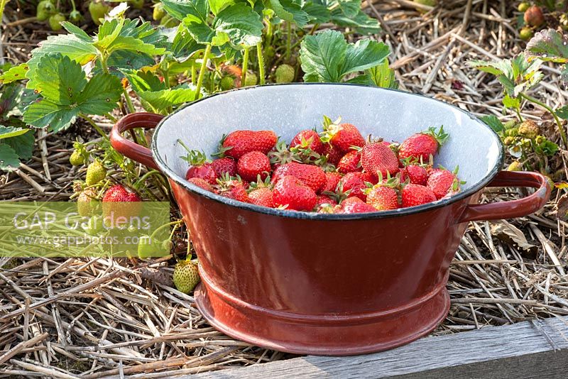 Freshly picked strawberries in enamelled colander next to plants mulched with straw