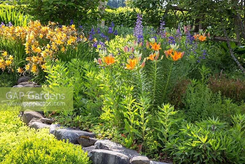 Raised bed with granite boulder stone wall and Lilium bulbiferum and Baptisia australis