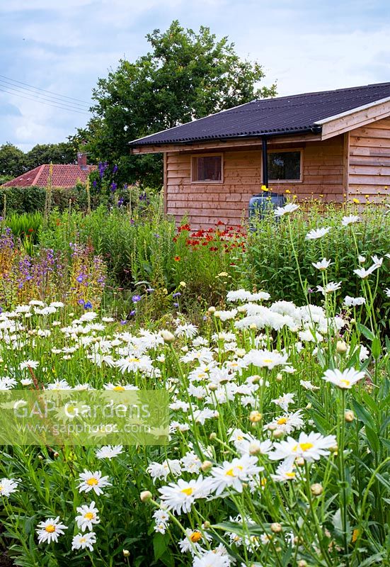 Gabriel's Garden, Norfolk, July. View of shed and cutting garden.