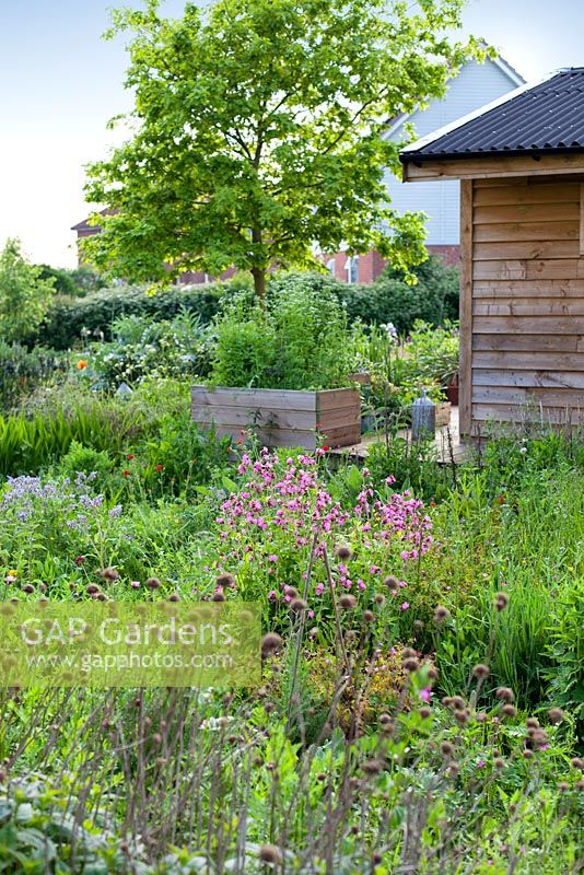 Gabriel's Garden, Norfolk. May. View of studio surrounded by cutting garden and herbs in raised beds.
