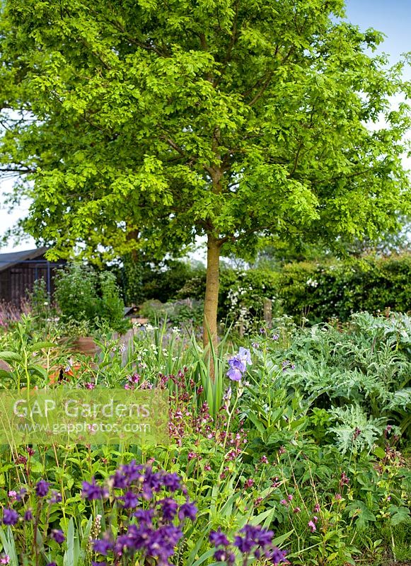 Gabriel's Garden, Norfolk. May, Spring. View of mixed summer border. Oak tree. 