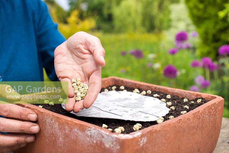 Planting Pea 'Kelvedon Wonder' around a paper guide, leaving the centre clear. 