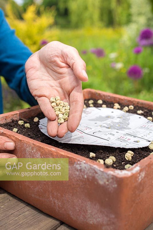 Planting Pea 'Kelvedon Wonder' around a paper guide, leaving the centre clear. 