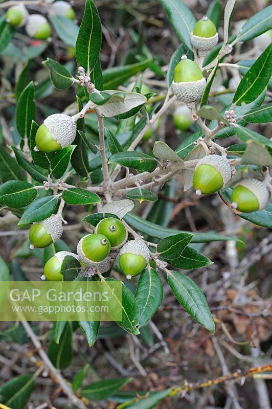 Quercus ilex, the evergreen oak, holm oak or holly oak, showing acorns