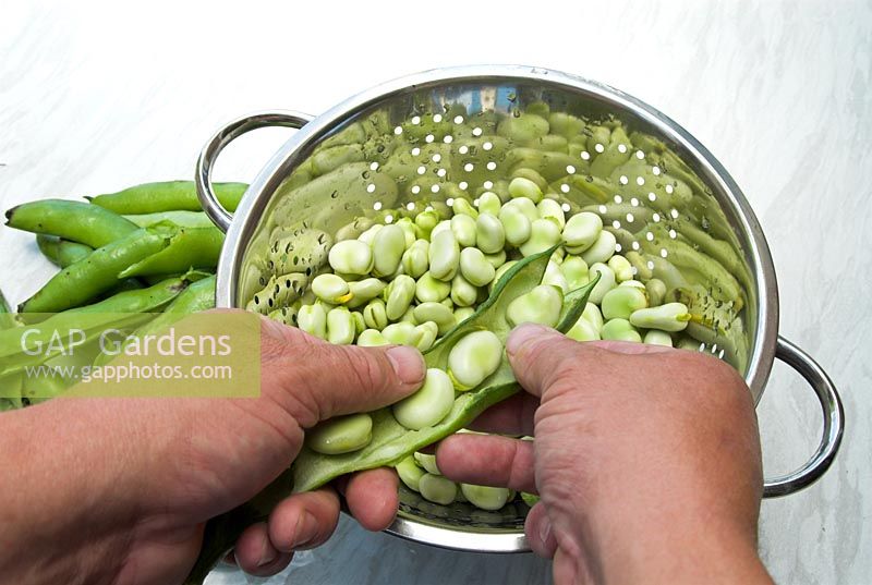Freshly harvested home grown organic broad beans being prepared in the kitchen