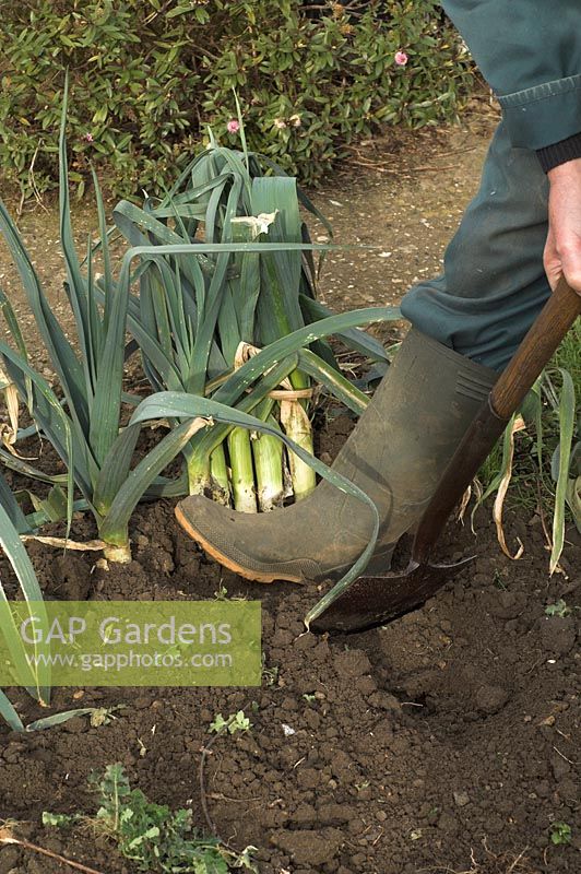 Gardener 'heeling in' home grown Leeks in urban vegetable garden