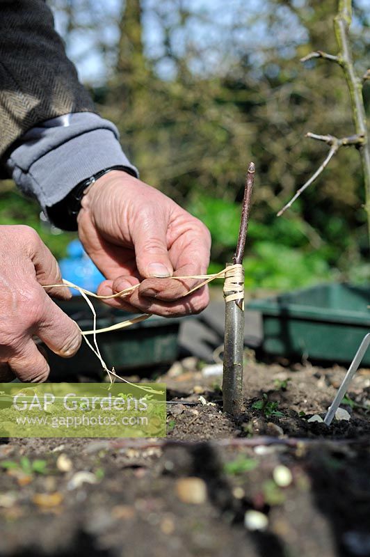 Fruit Propagation, 'whip and tongue grafting', Gardener grafting Apple on to M26 grafting stock, securing the scion with raffia