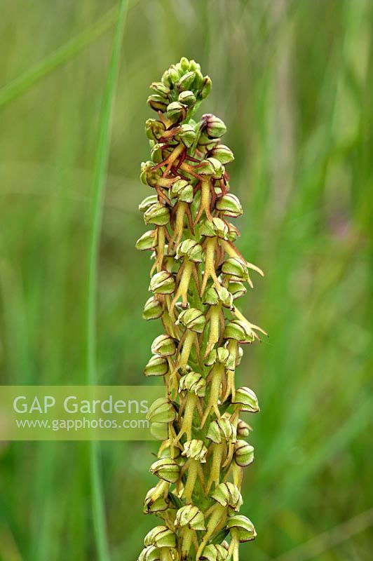 Man Orchid - Orchis anthropophora, growing on coastal dunes