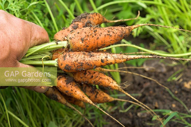 Freshly pulled organic carrots 'F1 Flyaway'