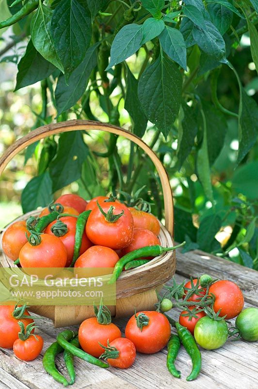 Freshly picked home grown organic tomatoes and green chillies with rustic trug on weathered garden table