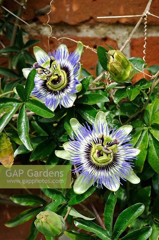 Passion flower, flowering against cottage wall