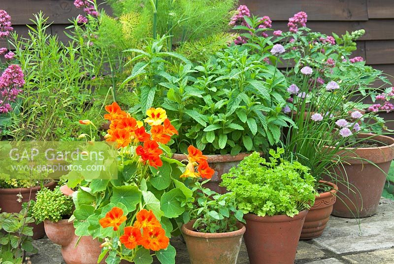 Collection of traditional herbs in pots on a garden patio in summer