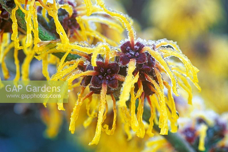 Hamamelis X intermedia 'Barmstedt Gold', close up of frosted yellow flowers
