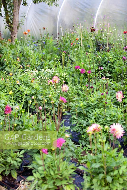 Mixed Dahlias at Gabriel's Garden, Norfolk, July, Summer.