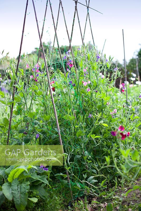 Sweetpeas mixed growing up canes