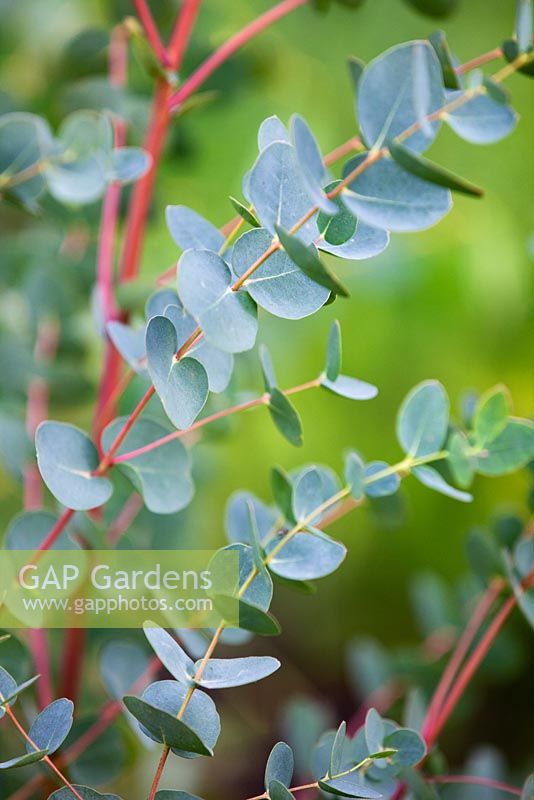 Young foliage of Eucalyptus gunnii - Cider Gum