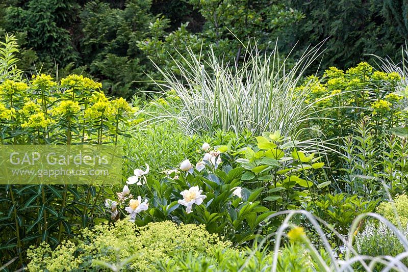 At Weihenstephan Gardens, colour themed perennial planting with Alchemilla mollis, Euphorbia cornigera 'Goldener Turm', Miscanthus sinensis 'Variegatus' and Paeonia