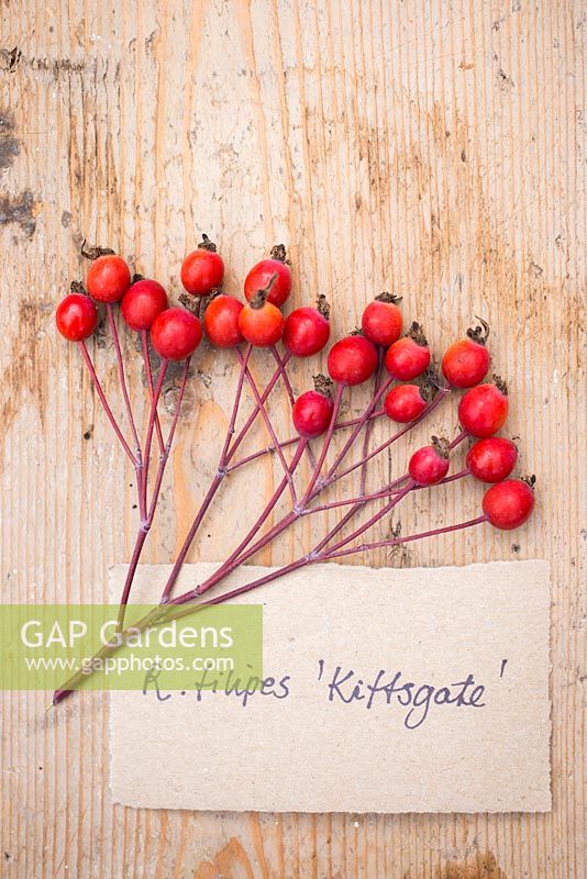 Rose hips of Rosa filipes 'Kiftsgate' with label. 