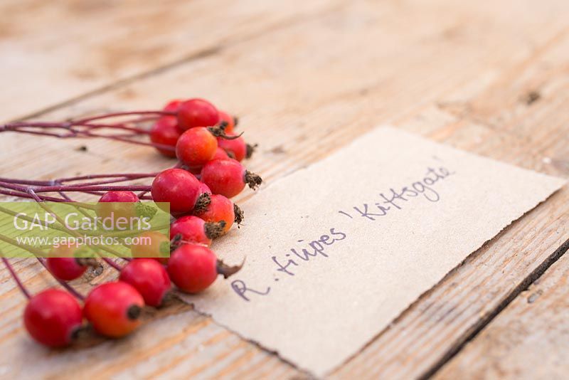 Rose hips of Rosa filipes 'Kiftsgate' with label. 