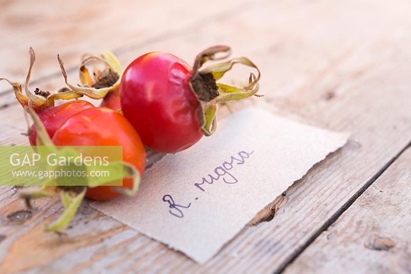 Rose hips of Rosa rugosa with label.