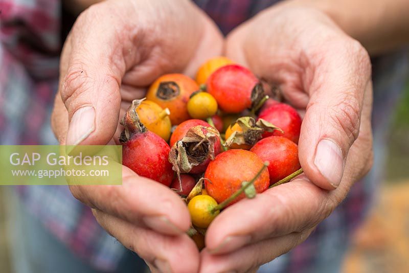 Woman holding a collection of Rose hips in her hands.