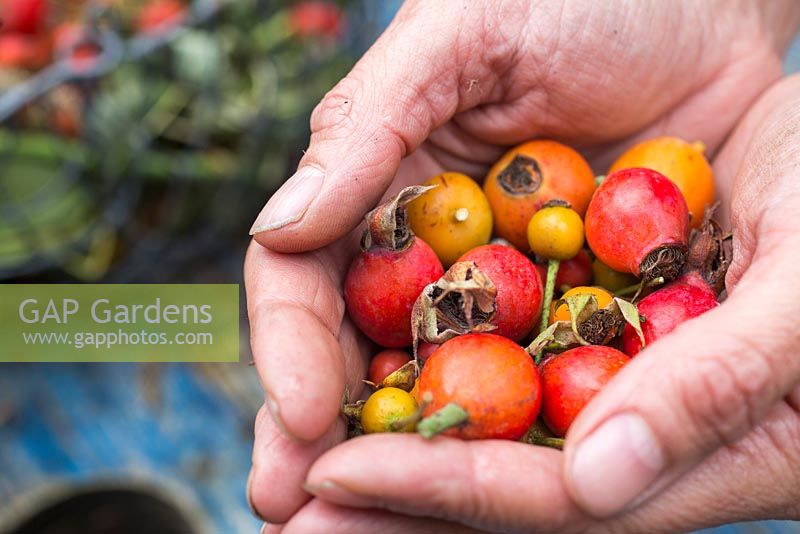 Woman holding a collection of Rose hips in her hands.