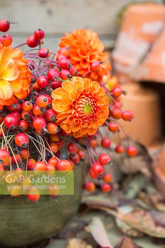 Autumnal floral display of rose hips from Rosa filipes 'Kiftsgate'. 