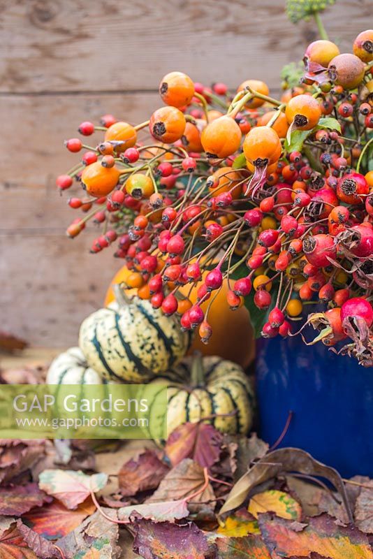 Autumnal display of various rose hips, gourds and hedera