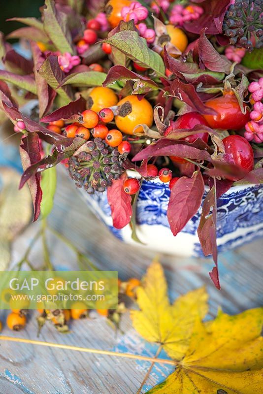 Autumnal floral display of euonymus - spindle with foliage, rose hips and hedera - ivy in a blue and white bowl. 