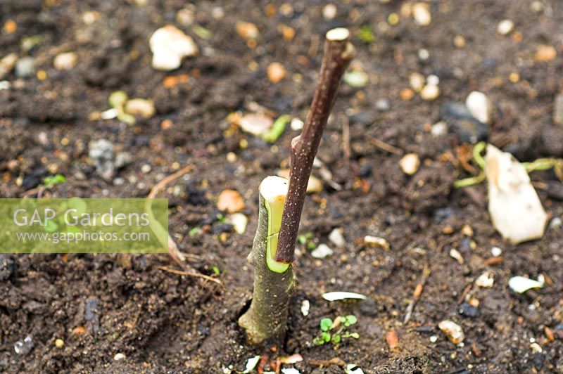 Grafting Apples Banns, Nelson, American Mother,Pitmaston Pineapple, on to M26 dwarf rootstock, North Norfolk, Uk, April
