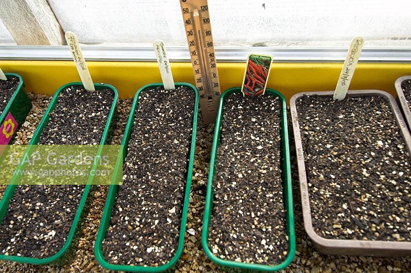 View of inside of electric garden propagator with trays of seed and thermometer