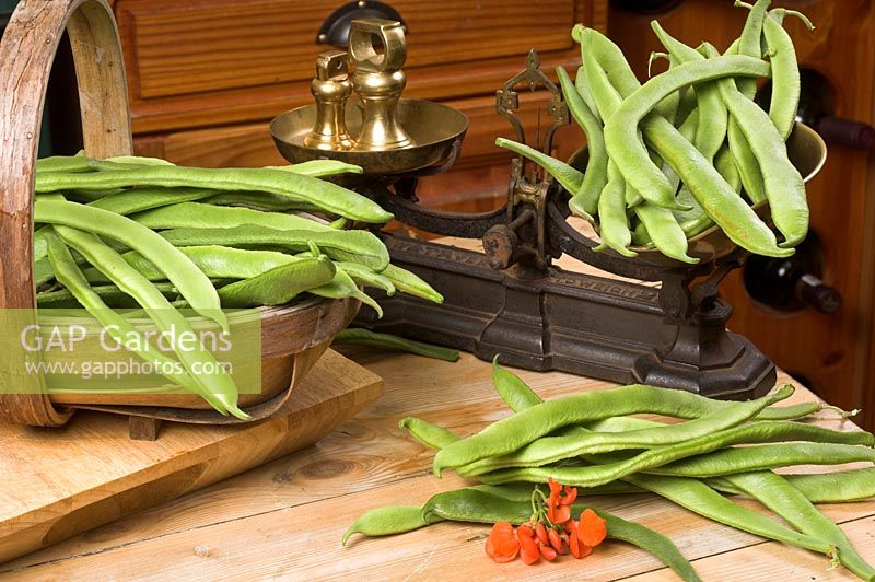 Home grown runner beans in a traditional country kitchen, with rustic scales