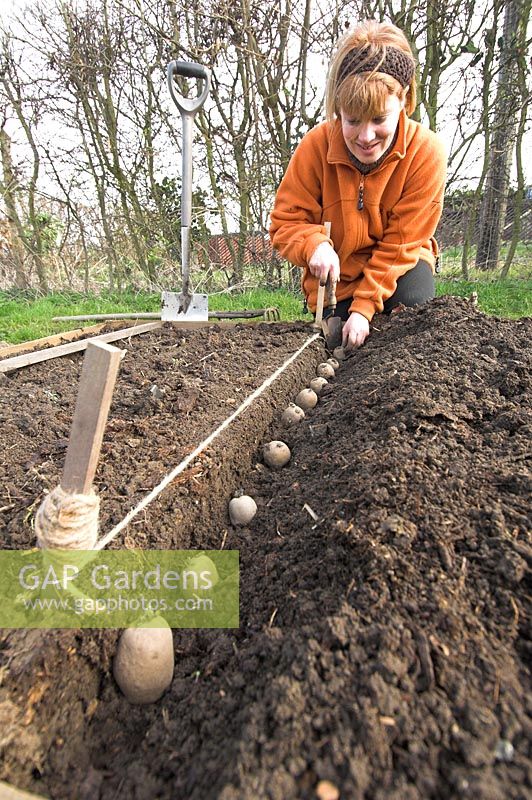 Lady gardener planting new potatoes in a small vegetable plot