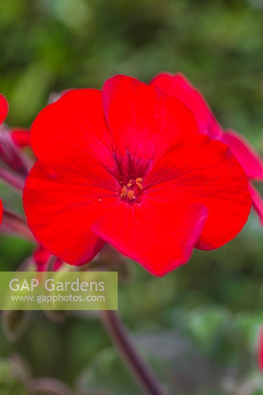 Zonal - Ivy Geranium hybrid cross 'Sarita Dark Red' Red Fox series