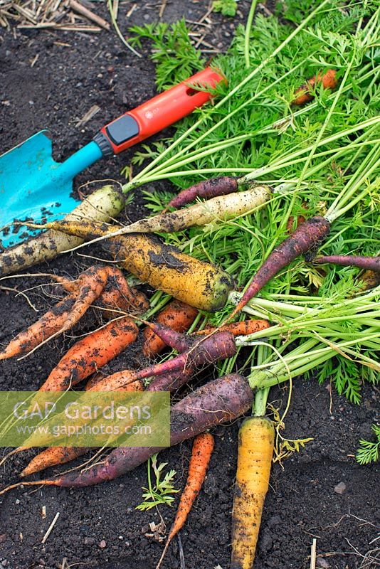 Freshly harvested mixed carrots in small vegetable patch