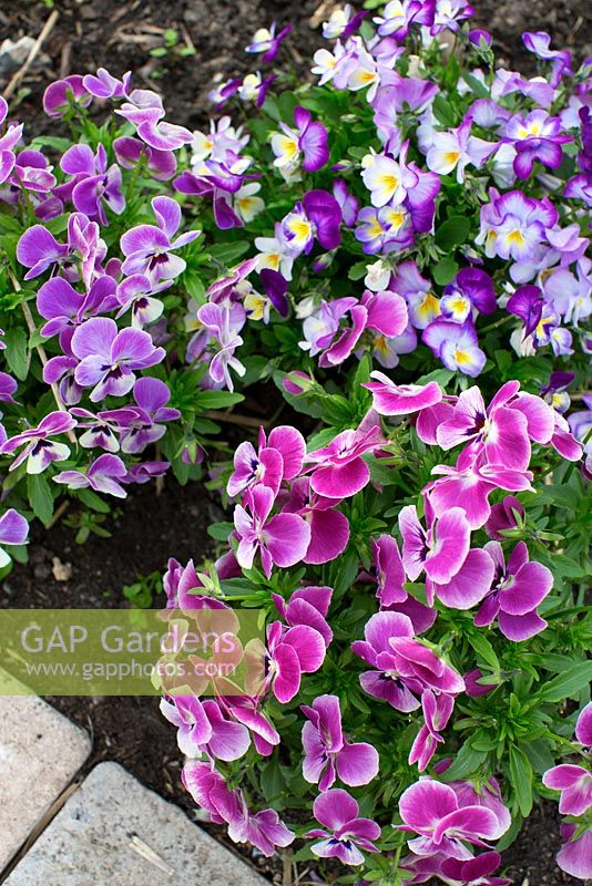 Viola cornuta in small allotment garden