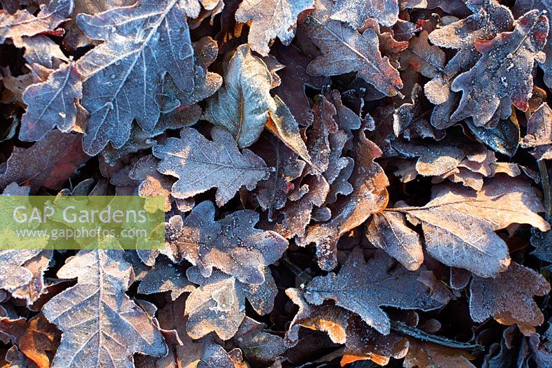 Quercus - oak leaves and acorns with frost on ground in November