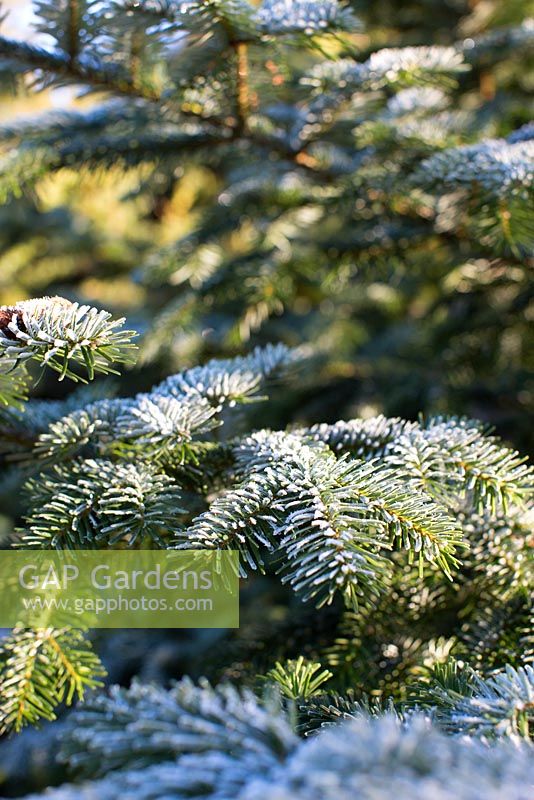 Abies amabilis - Pacific silver fir with frost, november